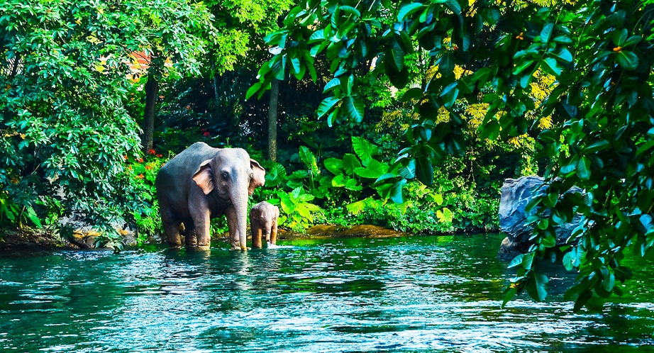 Elephants in Thailand